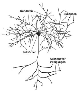 Nervenzelle.jpg