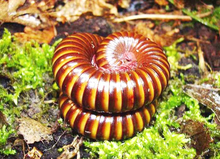 Datei:Ver101011ena Riesenschnurfuss.jpg