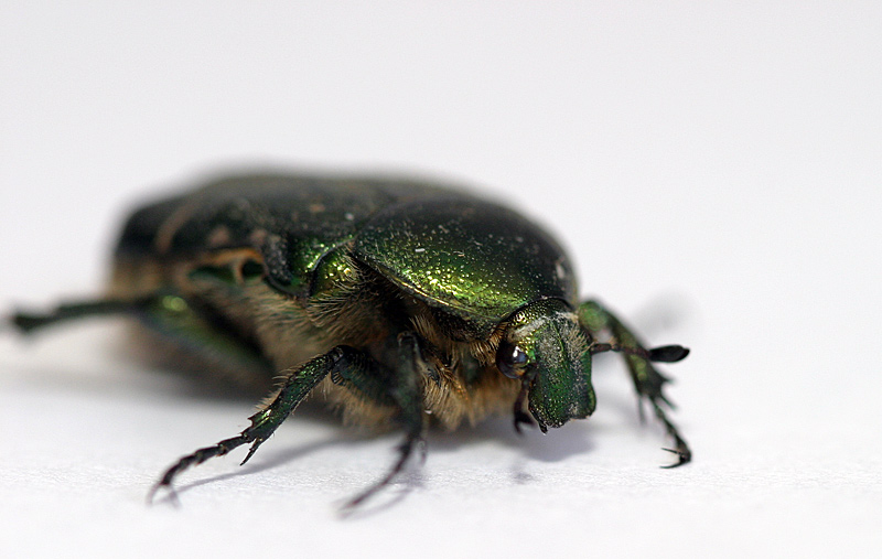 Datei:Leonieloew Rosenkäfer.jpg