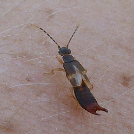 Datei:Leonieloew Zwergohrwurm.jpg