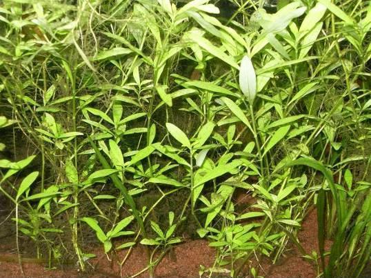 Datei:Ver101011ena Indischer Wasserfreund2.jpg