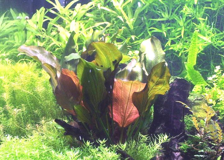 Datei:Ver101011ena Echinod Reni.jpg