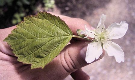 Datei:Leonieloew MLNA0078k.jpg