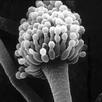 Datei:Aspergillus.gif