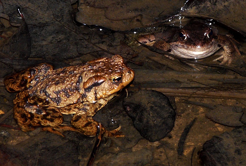 Datei:Leonieloew Grasfrosch.jpg