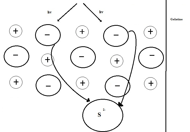 Datei:Tortosa Entwicklungskeim.jpg