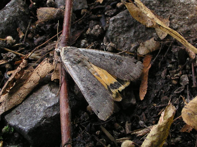 Datei:Leonieloew Hausmutter.jpg