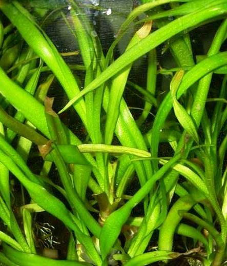 Datei:Ver101011ena Hakenlilie.jpg