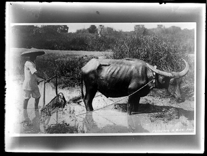 Ploughing a rice Pad