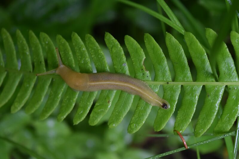 Datei:Farn mit Schnecke.jpg