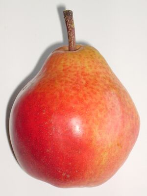 Rote Birne.jpg