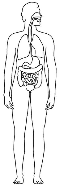 Datei:Mensch innen.jpg