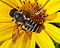 4706bee.web.jpg