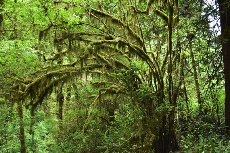 Datei:Baum im Regenwald.jpg