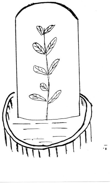 Datei:Minze unter Glashaube.jpg