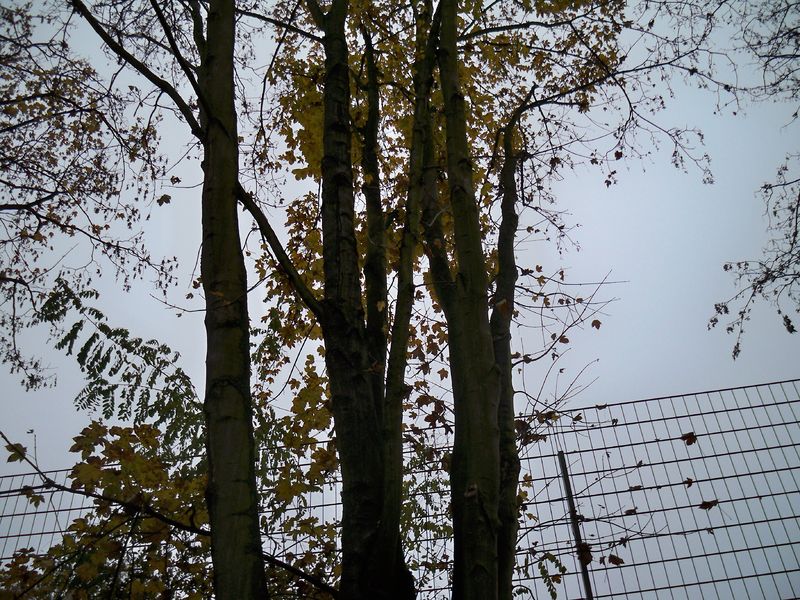 Datei:HeikeDecker 100 1647.jpg