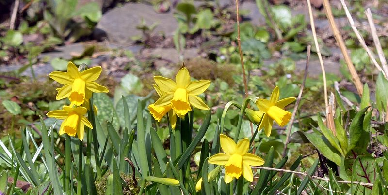 Datei:Narzissen.jpg