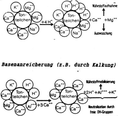 Basenanreicherung1.jpg