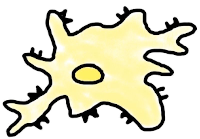 Datei:Fresszelle 1.jpg