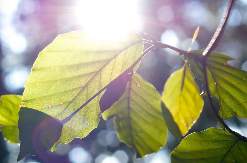 Datei:Fotosynthese Symbol.jpg