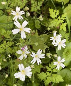 regelmäßige Blüte