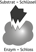Das Substrat passt ins aktive Zentrum wie ein Schlüssel in ein Schloss (Schlüssel-Schloss-Prinzip)
