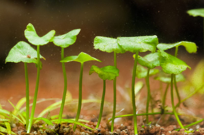 Datei:Ver101011ena Amerikan Wassernabel.jpg