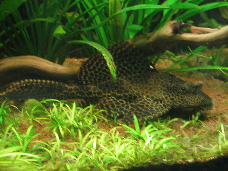 Datei:Ver101011ena Wabenschilderwels.jpg