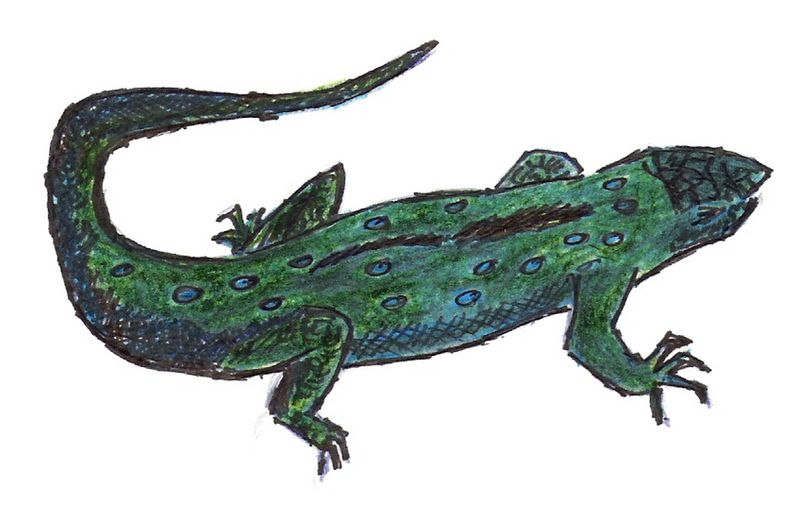 Datei:AW Salamander.jpg