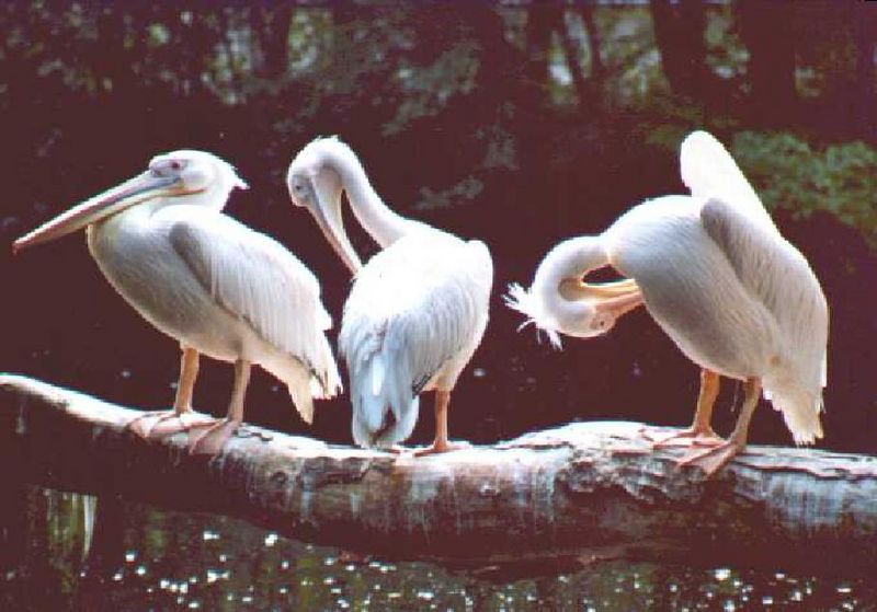 Datei:Kranich Test2.jpg